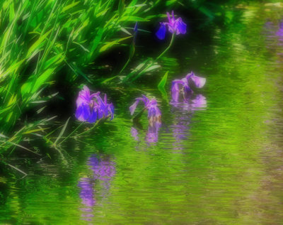 The Lilies from the Field Close II