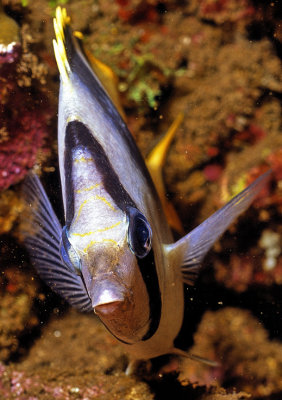 Butterflyfish Portrait