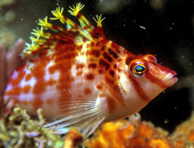 Hawkfish, Close