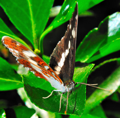 Japanese Butterfly 2