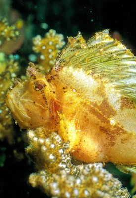 Leaf Scorpionfish- Taenianotus triacanthus, Close