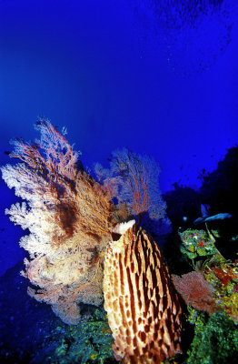 Sponge and Gorgonean