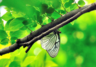 Butterfly on a Tree