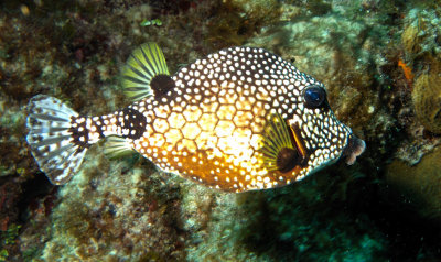 Boxfish