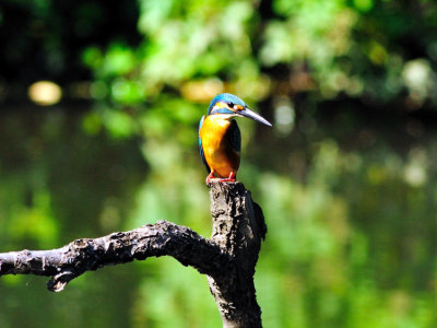 My Friend The Kingfisher