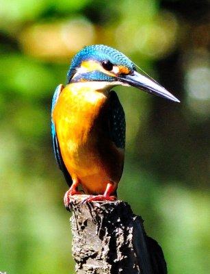 My Friend The Kingfisher! Well?...