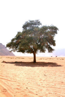 Wadi Rum's Lonely Tree