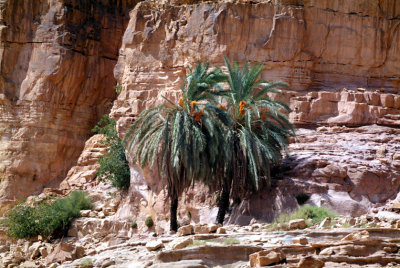Wadi Rum's Palm Tree