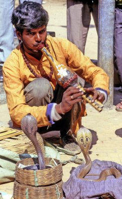 Nepal Snake Charmer