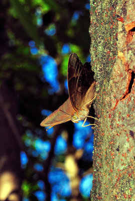 Butterfly on Tree