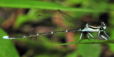 Minute Dragonfly