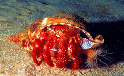 Eremit Crab with Anemone