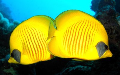 Yellow Diskfish