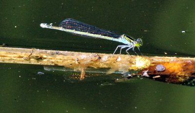 Dragonfly and Reflection