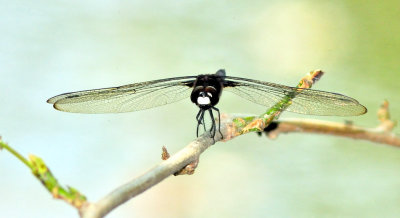 Drangonfly Frontal Portrait