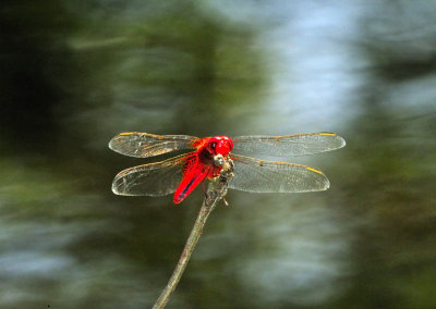 Red Dragonfly and Trees Reflections
