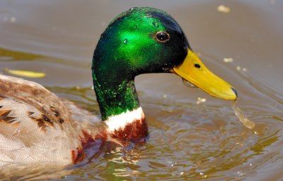 Drinking Mallard