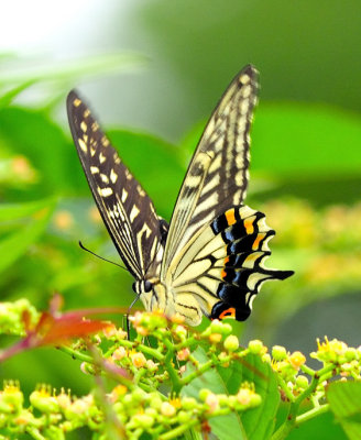 Swallowtail Portrait