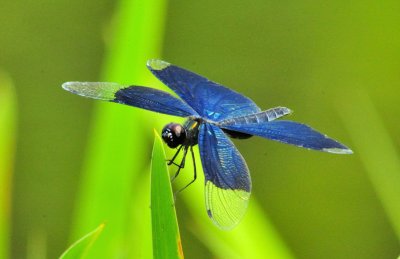 Japanese Black Dragonfly