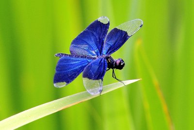 Japanese Black Dragonfly 2