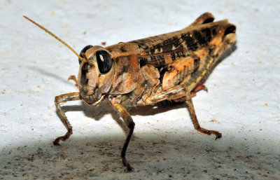 Plague of Grasshoppers