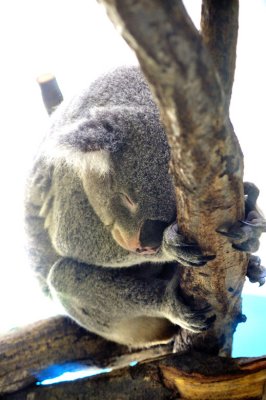 Cute Koala, Difficult Sleep...
