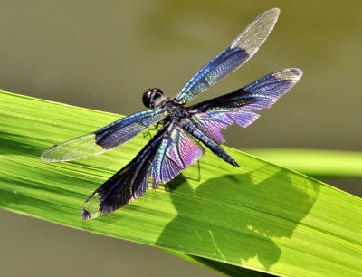 4 Wings Dragonfly