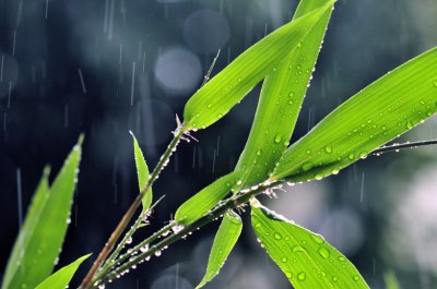 Rain Falling in Tokyo Just Outside My Window...