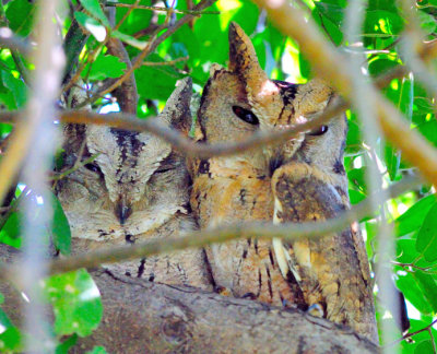 Two Horny Owls Sleeping, Indian Scops Owl, 'Otus bakkamoena'