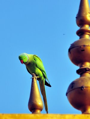 Gorgeous Parrot Watching, or the Ghost of the Beguns?...