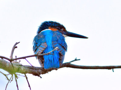 Kingfisher at Dawn, India