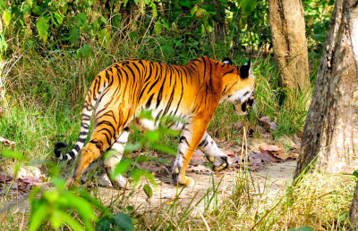 Tigress Strolling