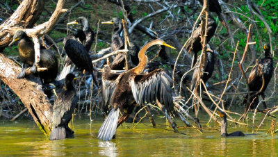 'Snake Neck',Darter (Anhinga melanogaster),   and Cormorants