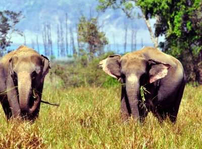 Domestic Asian Elephants in the Wild