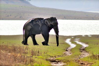 Wild Asian Elephant After the Bath