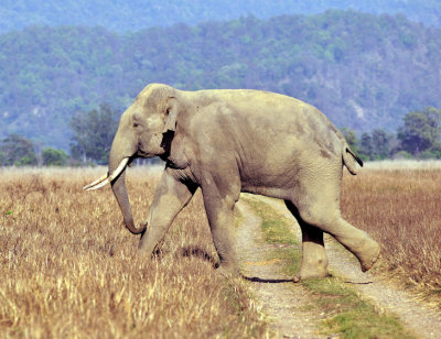 Wild Asian Elephant Crossing