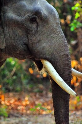 Wild Asian Elephant Close Up at Dawn