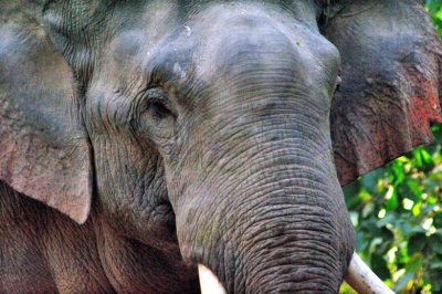Wild Asian Elephant Close Up at Dawn II