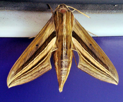 School Moth