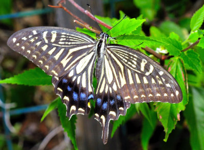 Japan's Swallowtail
