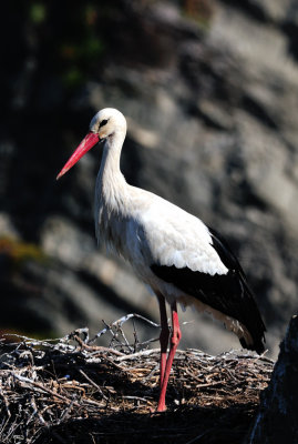 White Storck Portrait