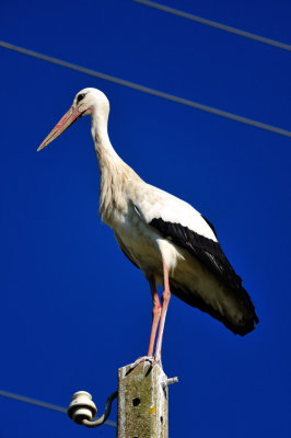 Stork on Wire