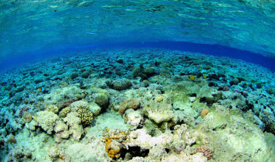 Fisheye View of Ras Um Sid Upper Reef