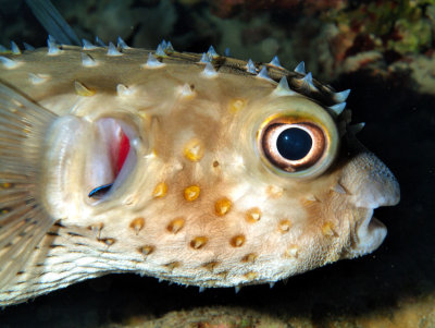 Pufferfish with Cleaner Wrasse on Gills