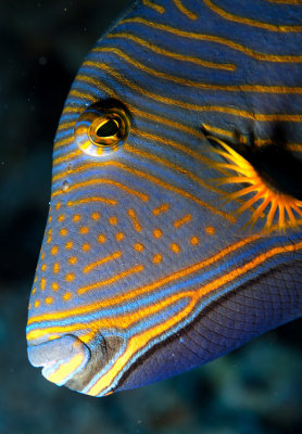 Triggerfish Portrait