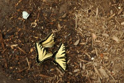Butterflies Eastern Tiger Swallowtail