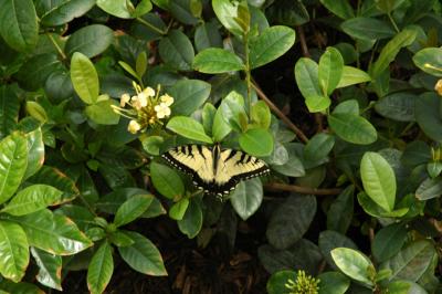 Butterfly  Eastern Tiger Swallowtail