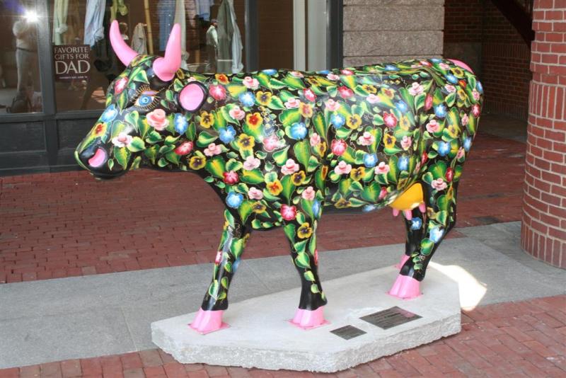 Boston Cows