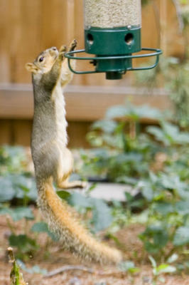 Squirrel Feeder