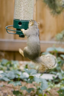 Squirrel LH0G0155.jpg